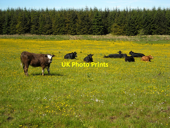 Photo 6"x4" Beef and Buttercups Drumclog c2009