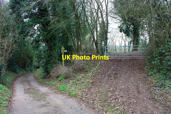 Photo 6"x4" Meeting of paths, Broxash Wood Bleak Acre c2009