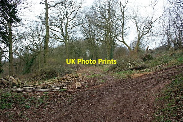 Photo 6"x4" Five , Six, Pick up sticks - Broxash Wood Bleak Acre c2009