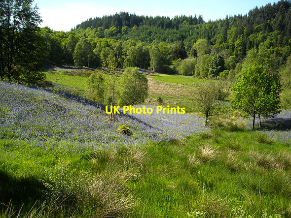 Photo 6"x4" Bluebells in Loch Ard Forest Milton\/NN5001 c2009