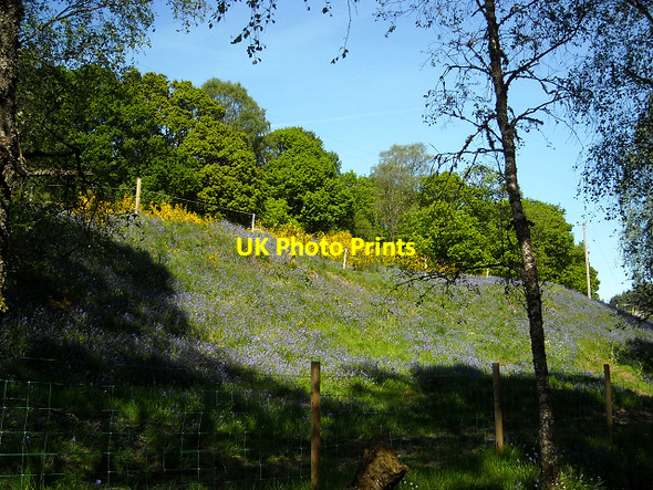 Photo 6"x4" Bank of Bluebells in Loch Ard Forest Milton\/NN5001 c2009