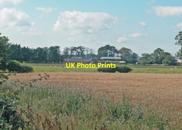 Photo 6"x4" Awaiting harvest Saltney c2005 P2