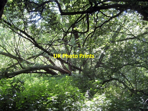 Photo 6"x4" Crack Willow (Salix fragilis) Stanley\/SE3424 c2009