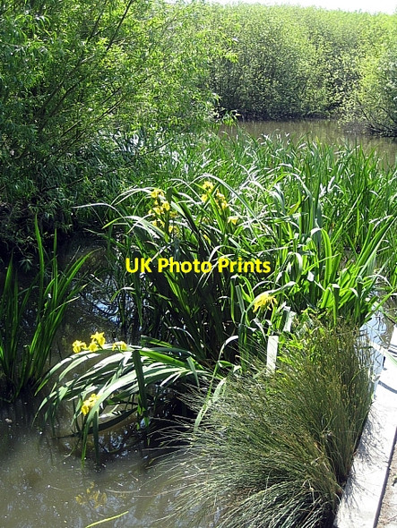 Photo 6"x4" Yellow Iris (Iris pseudacorus) Stanley\/SE3424 c2009