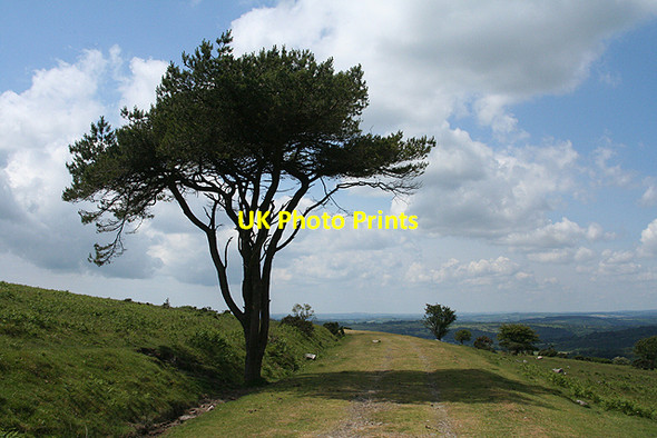 Photo 6"x4" Walkhampton: Princetown branch formation 4 Walkhampton c2009