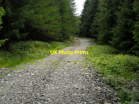 Photo 6"x4" Track  in Glentrool Forest Bargrennan c2009