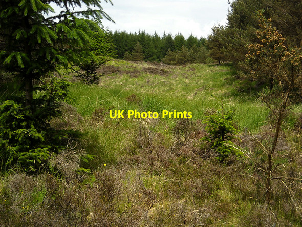 Photo 6"x4" Glentrool Forest Craigmurchie c2009