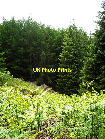 Photo 6"x4" Glentrool Forest Craigmurchie c2009