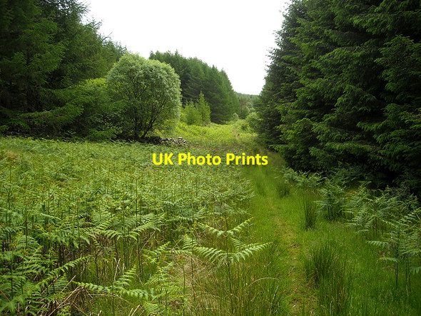 Photo 6"x4" Overgrown Track in Glentrool Forest Bargrennan c2009 P1