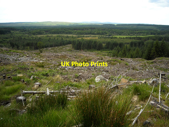 Photo 6"x4" Felled Section of Glentrool Forest Bargrennan c2009