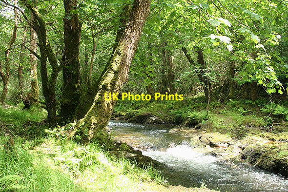 Photo 6"x4" Whitchurch: Lower Walkham Valley 1 Grenofen c2009