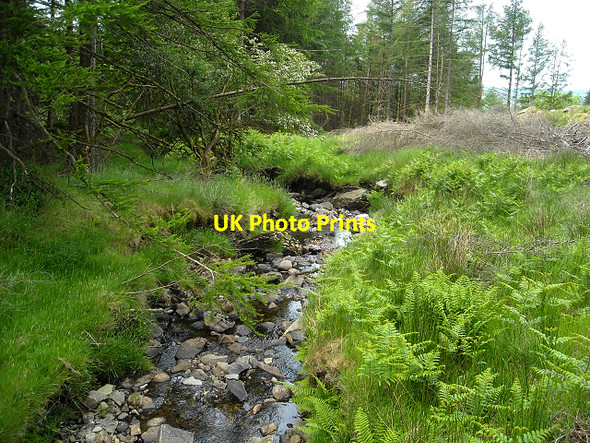 Photo 6"x4" Burn in Glentrool Forest Bargrennan c2009