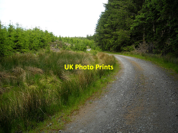 Photo 6"x4" Track in Glentrool Forest Pulniskie Burn c2009 P1