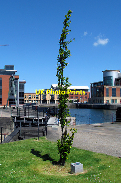 Photo 6"x4" Tree, Clarendon Dock Belfast c2009