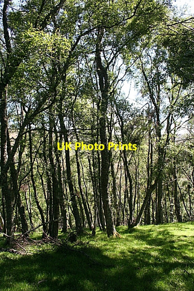 Photo 6"x4" Birch Woods Milltown of Auchindoun c2009