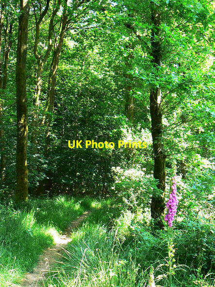 Photo 6"x4" Track into Savernake Forest, near Cadley Cadley\/SU2066 c2009