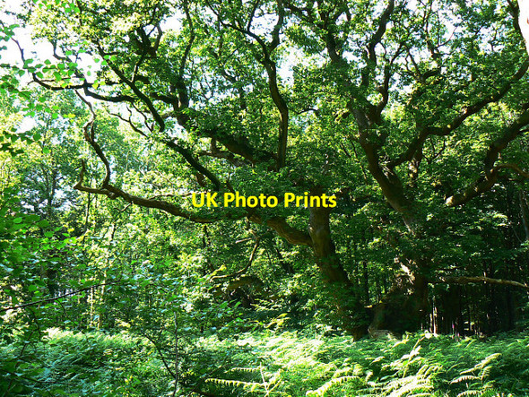 Photo 6"x4" Oak tree, Savernake Forest, near Cadley Cadley\/SU2066 c2009