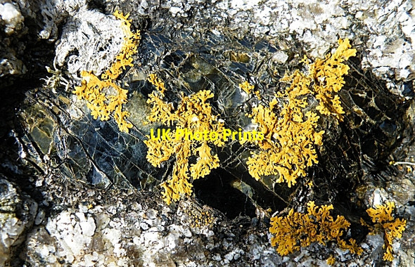 Photo 6"x4" Lichen on Mica Staoinebrig c2009