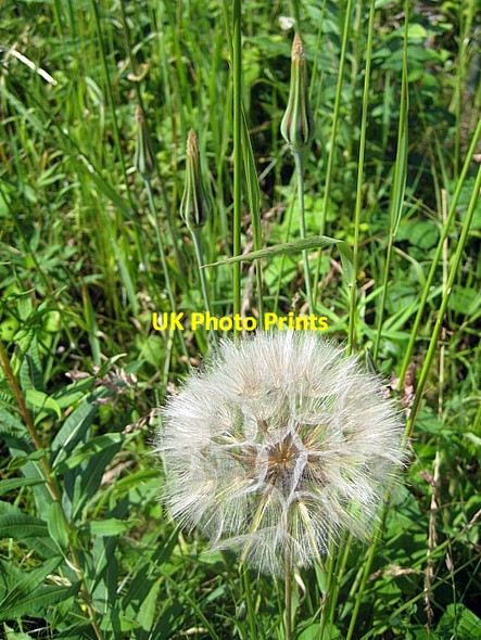 Photo 6"x4" Goatsbeard, Tragopogon pratenis Carr Gate c2009