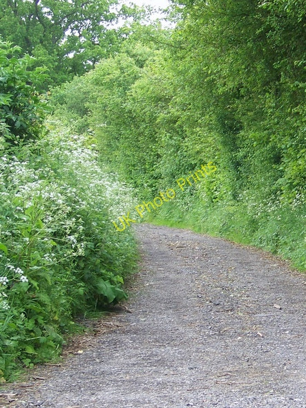 Photo 6"x4" Footpath, Upper Farringdon Upper Farringdon c2009