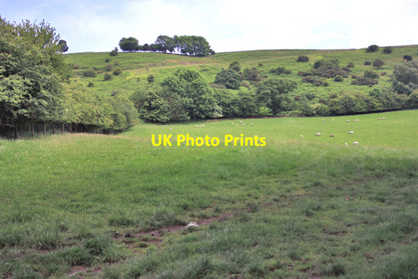 Photo 6"x4" Grazing for sheep, below Grove House Levisham c2009