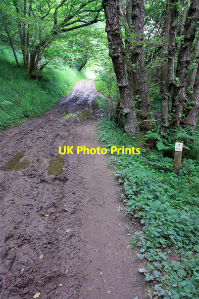 Photo 6"x4" Bottoms Road enters East Brow Wood Levisham c2009