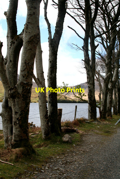 Photo 6"x4" Kylemore Lough through the trees Glassillaun c2009