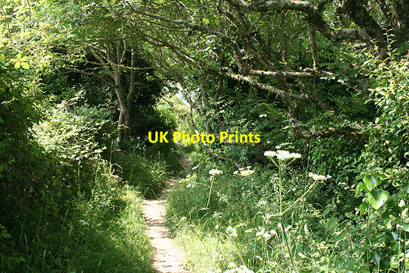 Photo 6"x4" Kingston: South West Coast Path near Malthouse Point Mothecombe c2009