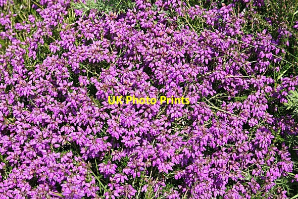 Photo 6"x4" Bell Heather (Erica cinerea) Kingston\/NJ3365 c2009
