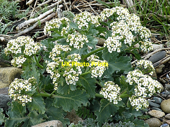 Photo 6"x4" Sea Kale (Crambe maritima) Rockcliffe\/NX8453 c2009