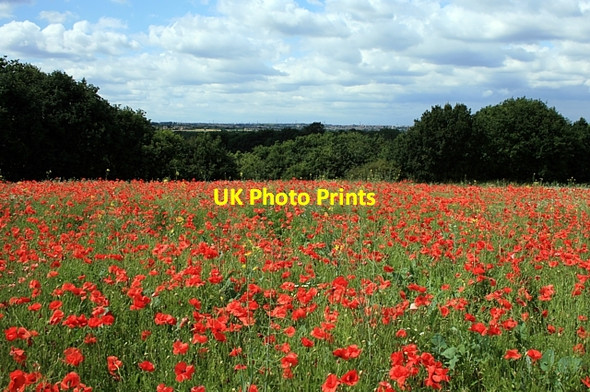 Photo 6"x4" Poppy field, Kirkthorpe Wakefield\/SE3320 c2009