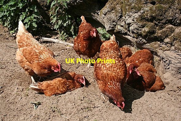 Photo 6"x4" Chickens at Knottyholm Canonbie c2009