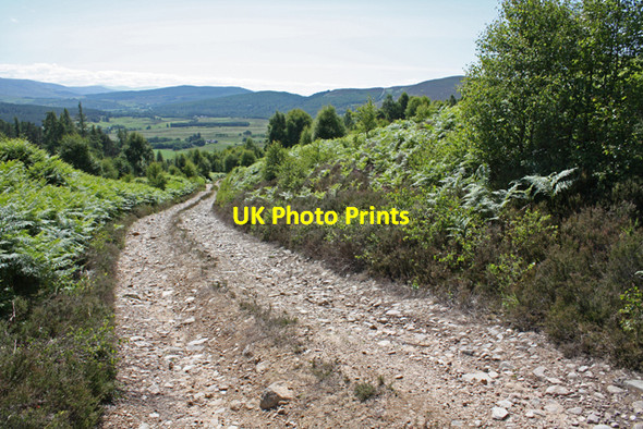 Photo 6"x4" Track in Straan Wood Advie c2009