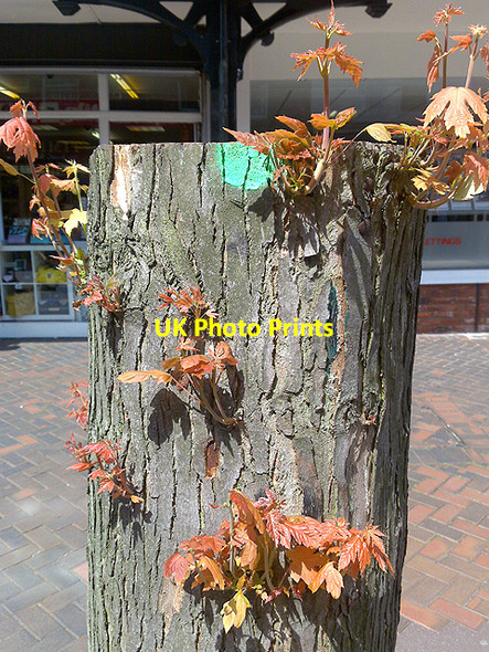 Photo 6"x4" Regrowth on a Pollarded Plane Beeston\/SK5236 c2009