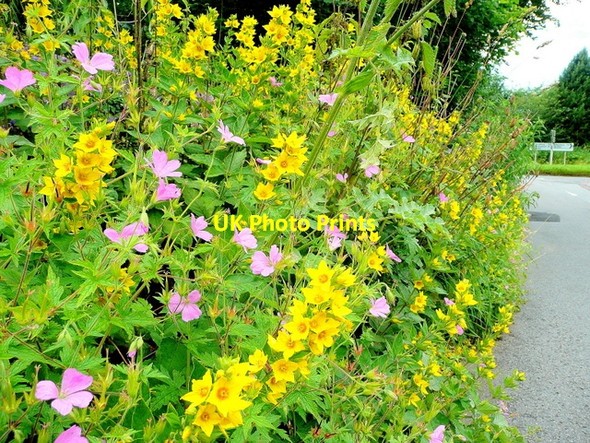 Photo 6"x4" Yellow and pink roadside Welsh Newton c2009