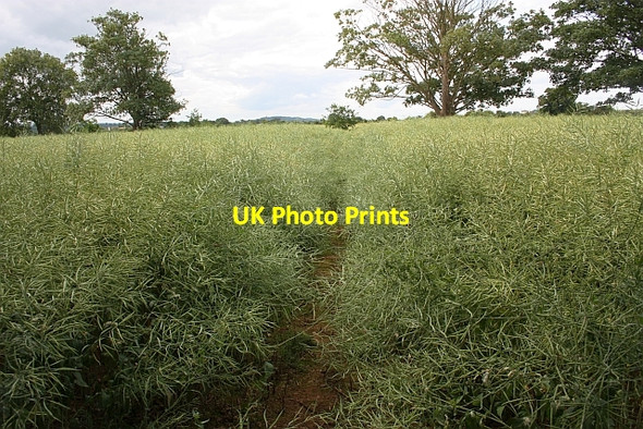 Photo 6"x4" Footpath through a field of rape Chaceley c2009