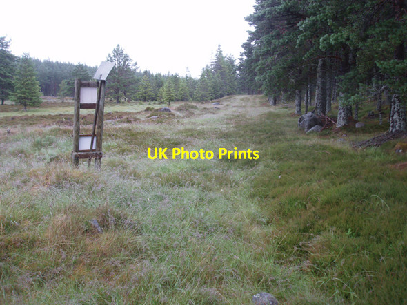 Photo 6"x4" Grassy track, Revack Wood Anagach c2009