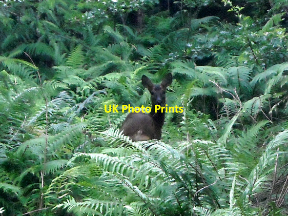 Photo 6"x4" Deer in Nevis Forest Fort William\/An Gearasdan c2009