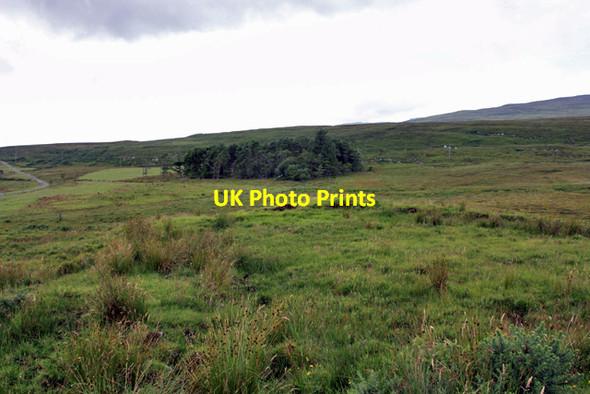 Photo 6"x4" A copse in the moorland Inverlussa c2009