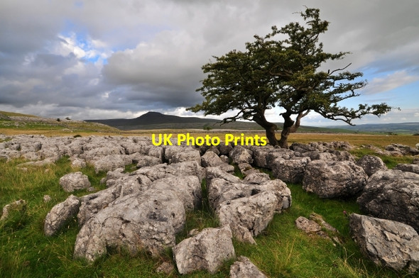 Photo 6"x4" Tree on Twisleton Scar End Ingleton\/SD6973 c2009