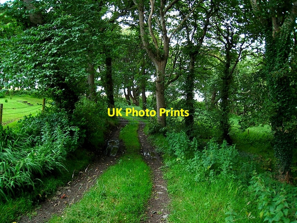 Photo 6"x4" Trees and lane near Moyra Glebe Carrowcannon c2009