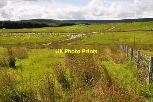 Photo 6"x4" Too many sheep Lochan Burn\/NT0200 c2009