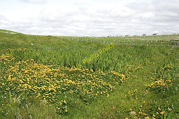 Photo 6"x4" Crofts at Siadar Siadar c2009