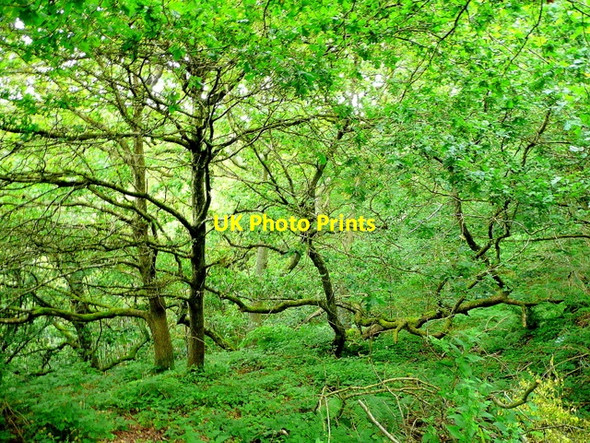 Photo 6"x4" Astonbridge Inclosure 1 Brierley\/SO6215 c2009