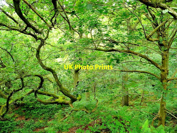 Photo 6"x4" Astonbridge Inclosure 2 Brierley\/SO6215 c2009