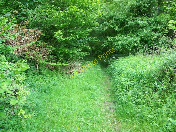Photo 6"x4" Footpath near East Marden East Marden c2009