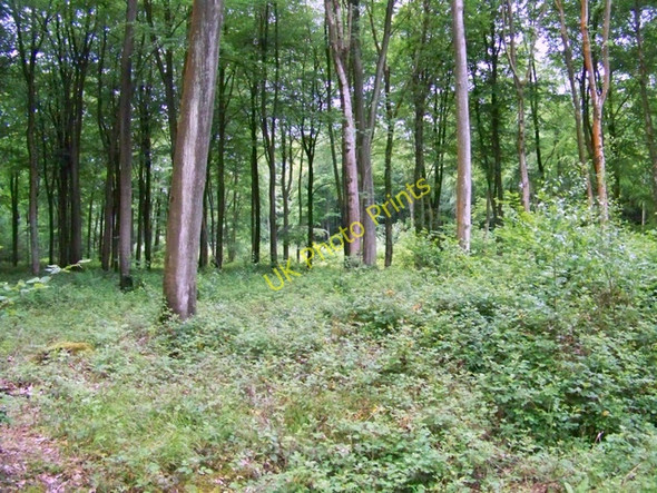 Photo 6"x4" Wildham Wood East Marden c2009