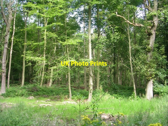 Photo 6"x4" Screamer Wood - Redwood Drive Bradley\/SE1620 c2009