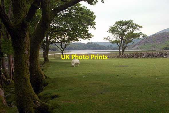 Photo 6"x4" Pasture next to Llyn Bychan Llyn Cwm Bychan c2006