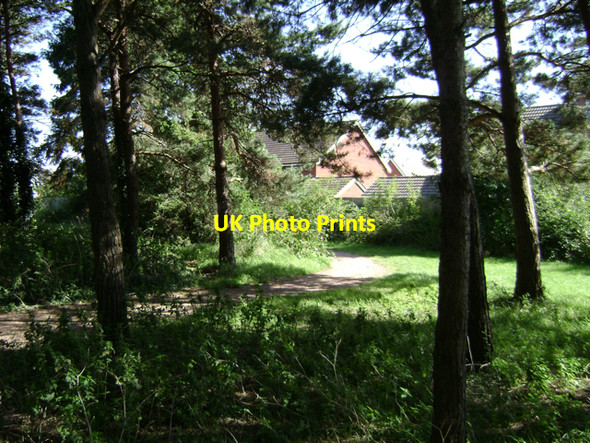 Photo 6"x4" Pine wood, Warwick Gates estate Royal Leamington Spa c2009